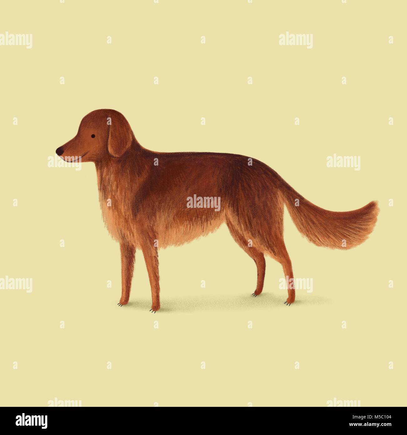 Un ritratto di un Rosso Setter cane 🐶 Foto Stock