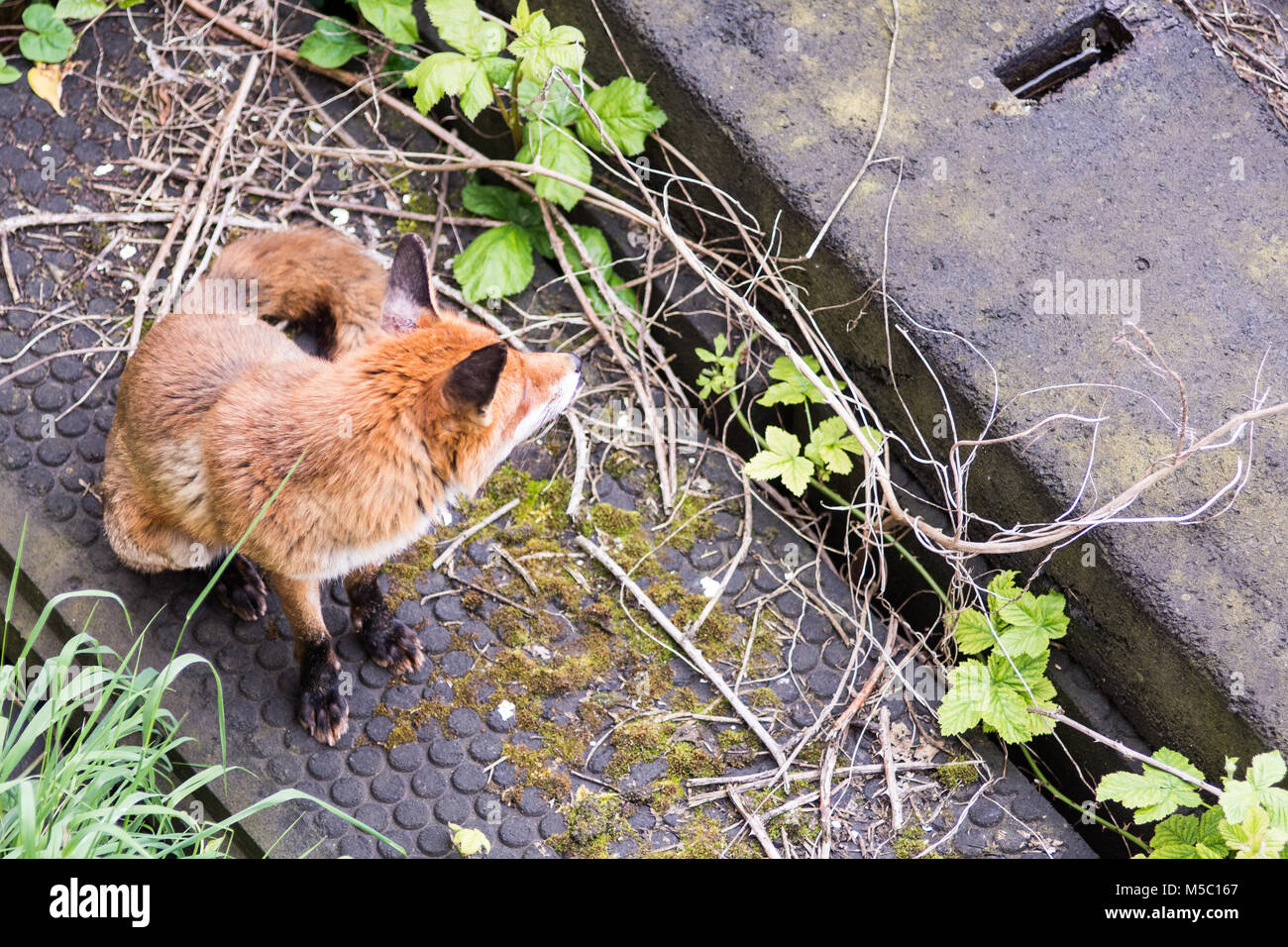 Un urbano fox battute di caccia sulla linea principale della costa occidentale ferrovia a West Kilburn a Londra. Foto Stock