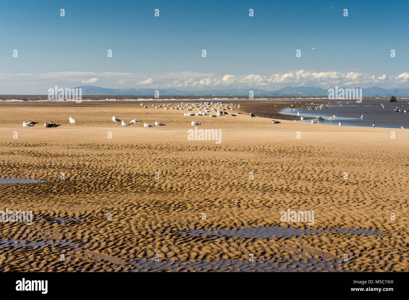 Gabbiani feed in pozze di marea sulla sabbia e fango di Blackpool Beach in un giorno di estate, con montagne di Cumbria il Lake District in distanza. Foto Stock