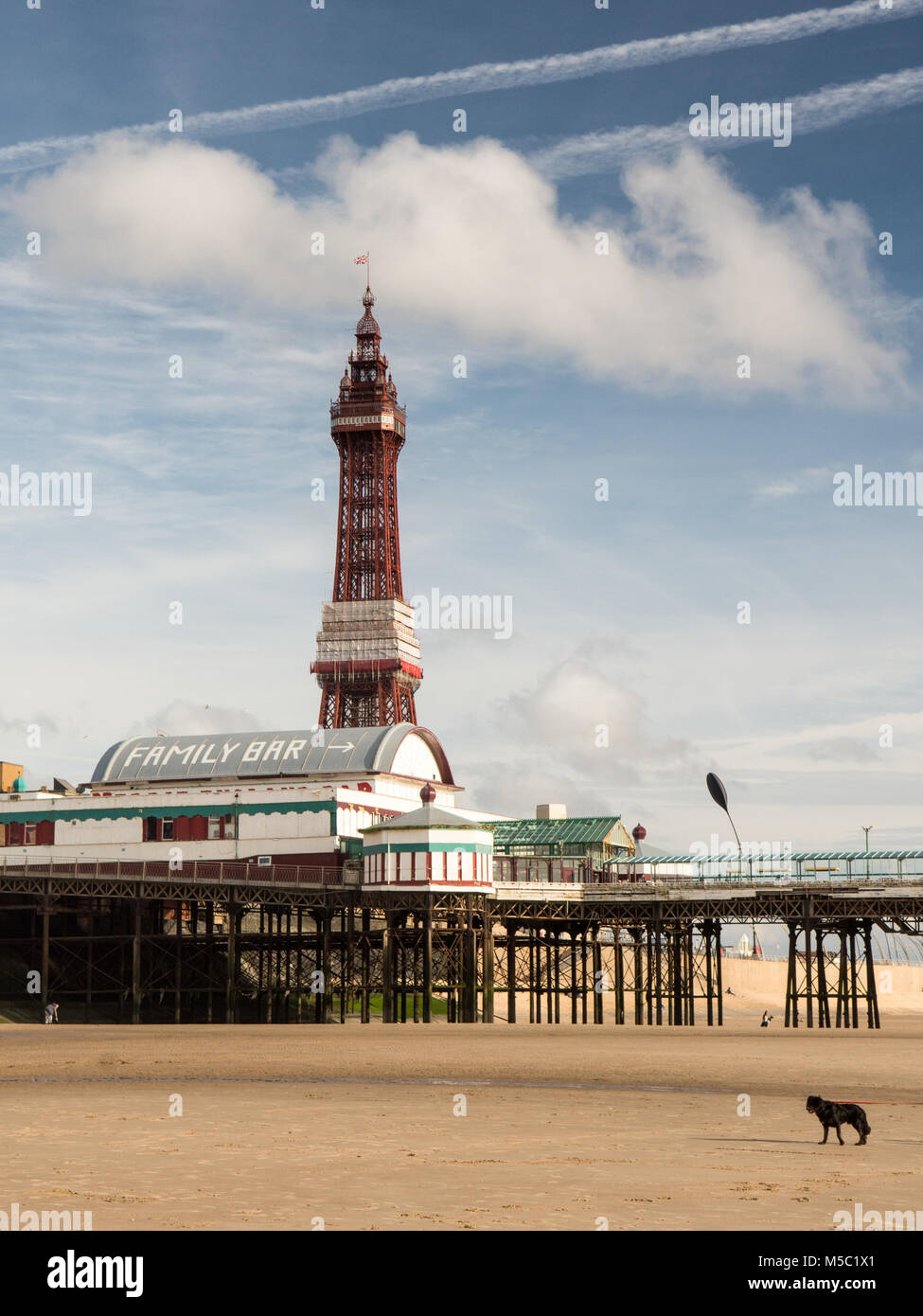 Blackpool, Inghilterra, Regno Unito - 1 Agosto 2015: un cane passeggiate sulla sabbia della spiaggia di Blackpool, sotto la mitica Torre di Blackpool e Blackpool North Pier su un su Foto Stock