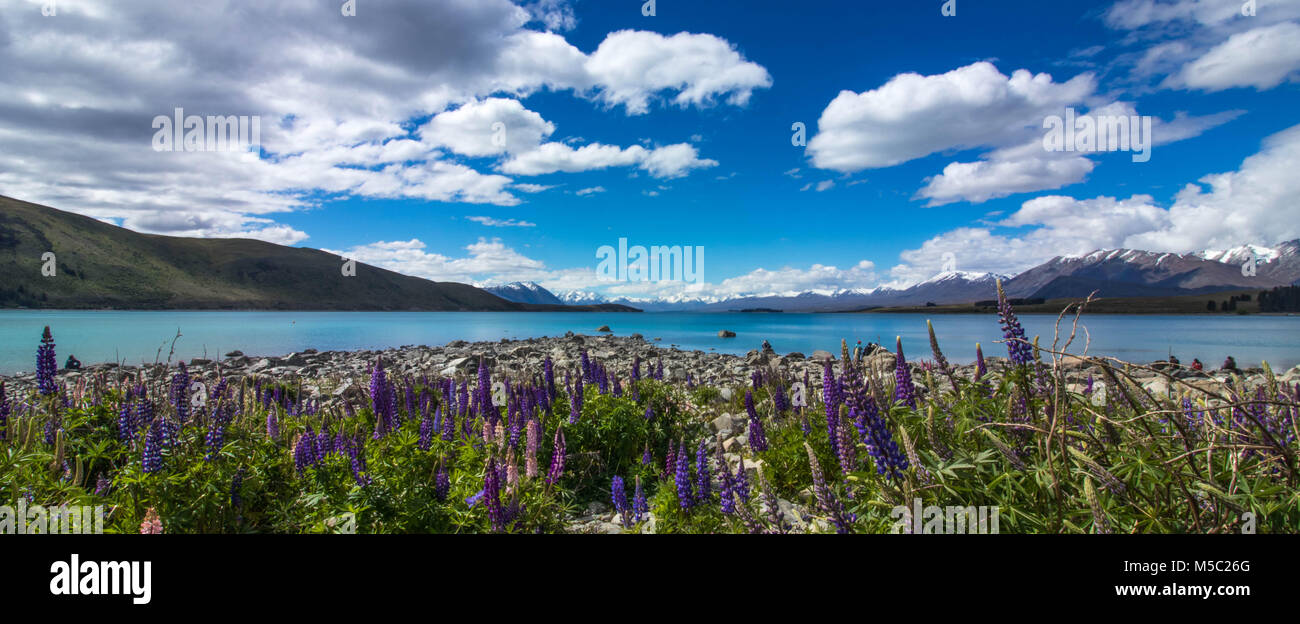 Lago Tekapo in Nuova Zelanda vicino Chiesa del Buon Pastore di lupino fotografato su una soleggiata giornata nuvolosa. Fiori di lupino in fiore. Foto Stock