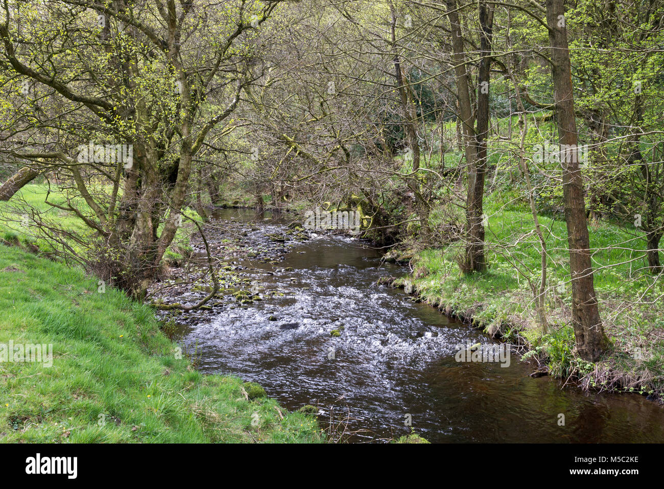 Il fiume Goyt vicino a Taxal nel Derbyshire, Inghilterra. Foto Stock