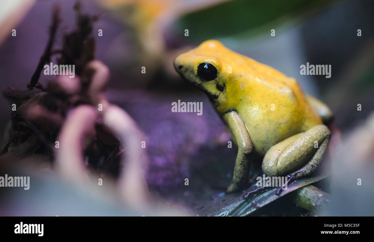 Rana velenosa, poison dart frog terribilis un pericoloso animale dalla foresta pluviale tropicale Foto Stock