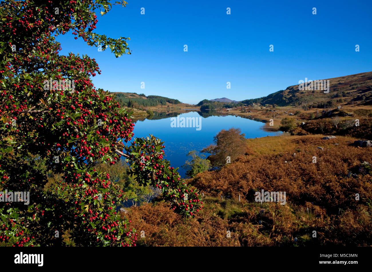Looscaunagh Lough, Parco Nazionale di Killarney, nella contea di Kerry, Irlanda Foto Stock