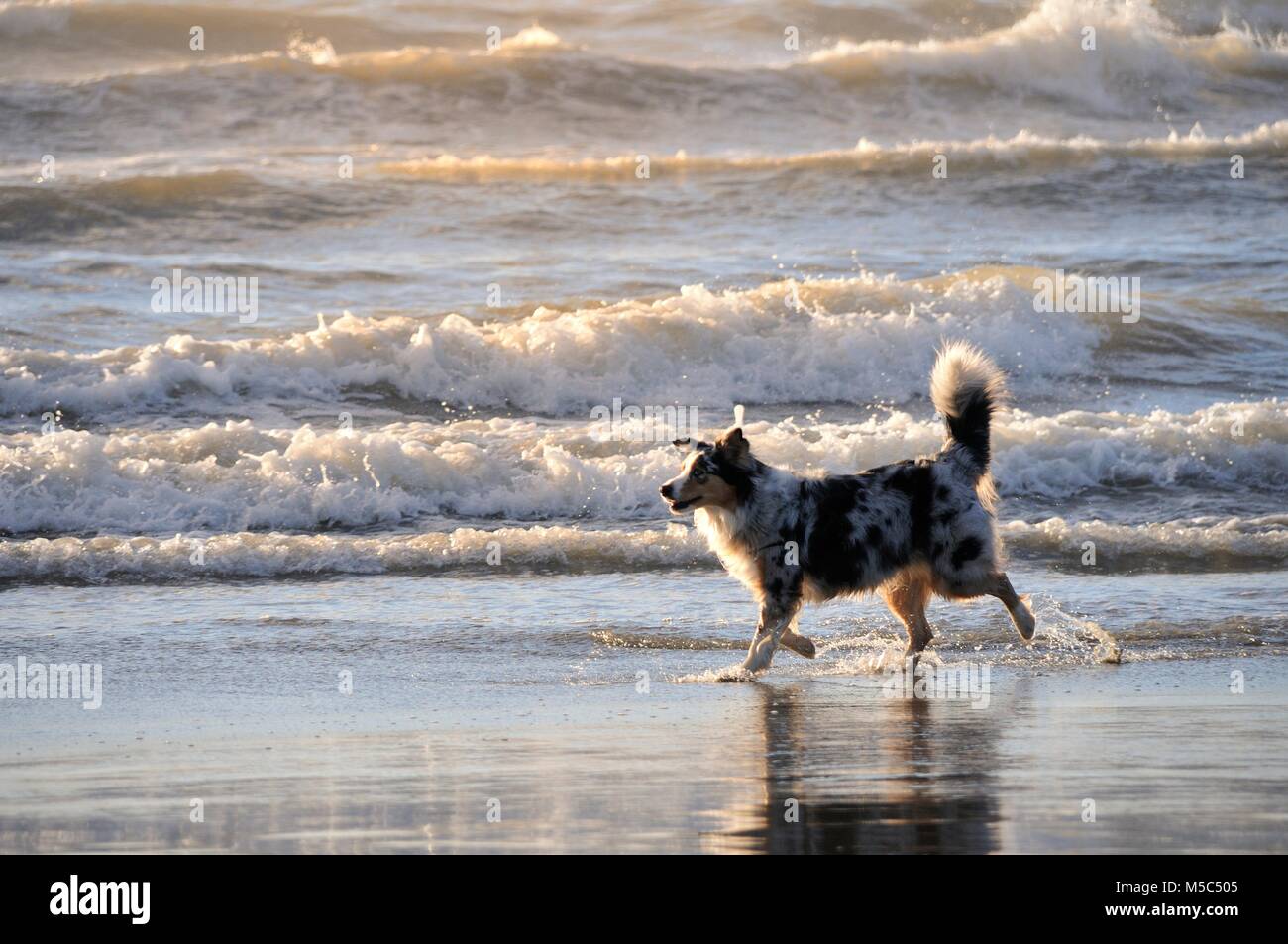 Cane sulla spiaggia Foto Stock