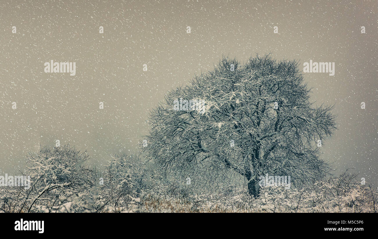 Favola invernale. Foto Stock