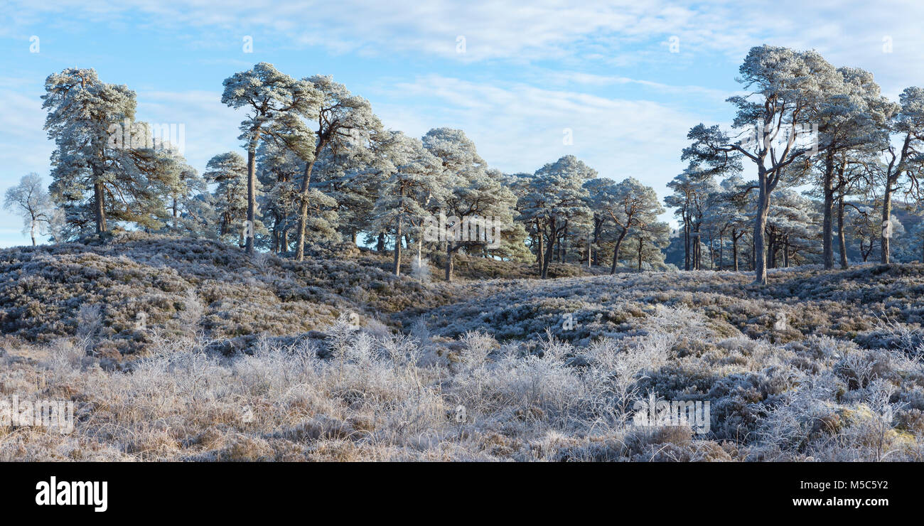Pino silvestre coperto di brina in Glen Affric, Scotland, Regno Unito Foto Stock