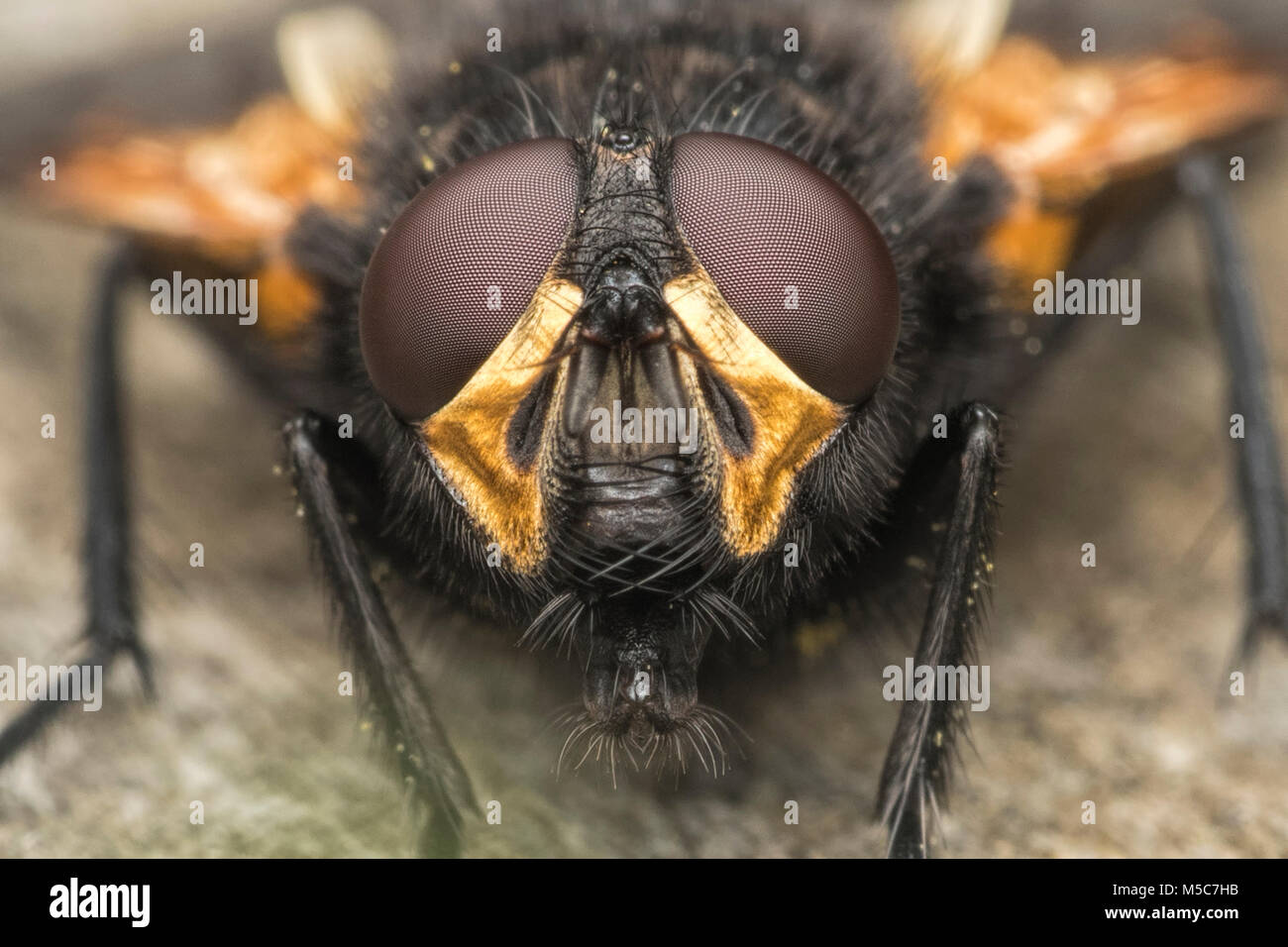 Mezzogiorno Fly (Mesembrina meridiana) fino in prossimità della sua testa che mostra il composto con gli occhi. Tipperary, Irlanda. Foto Stock