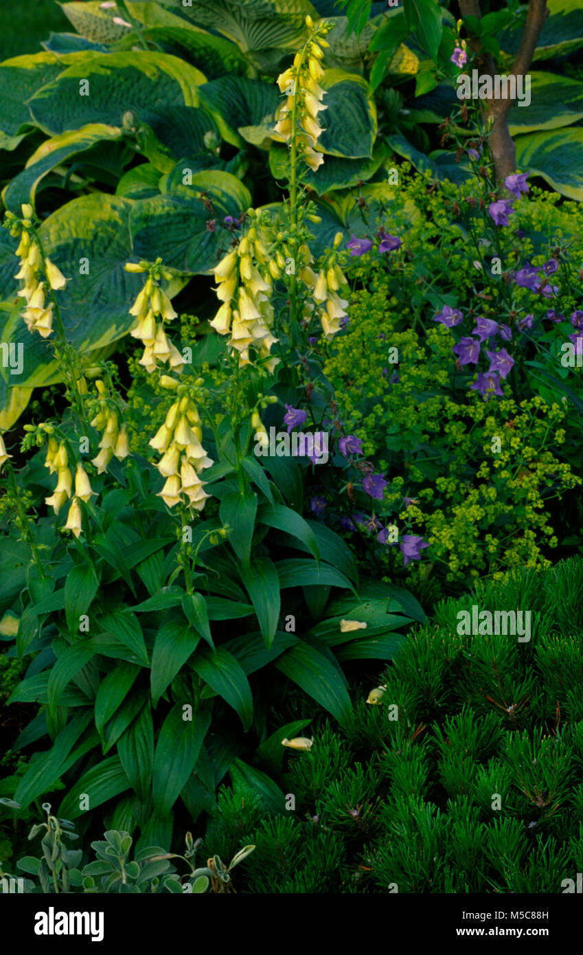 Digitale lutea, giallo, foxglove Foto Stock