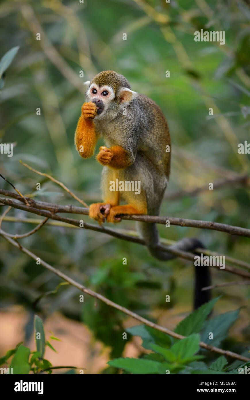 Comune di Scimmia di scoiattolo - Saimiri sciureus, bella primate da South American forest. Foto Stock
