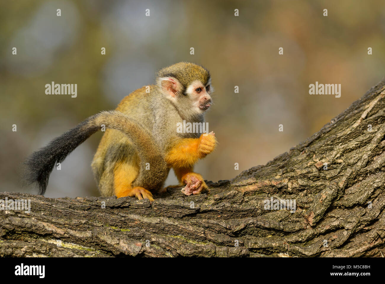 Comune di Scimmia di scoiattolo - Saimiri sciureus, bella primate da South American forest. Foto Stock