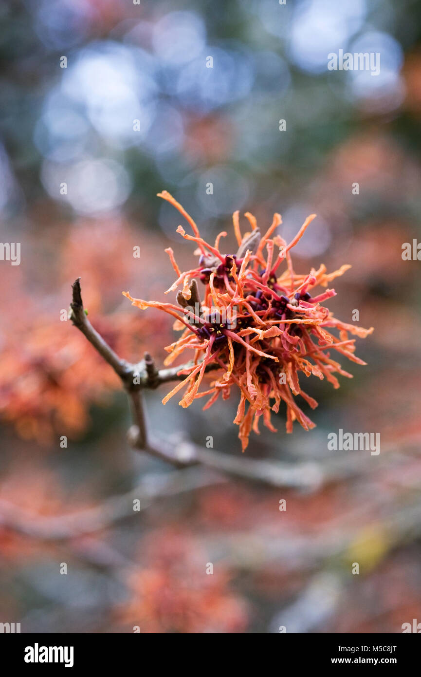 Hamamelis x intermedia "Aphrodite" fiori. Foto Stock