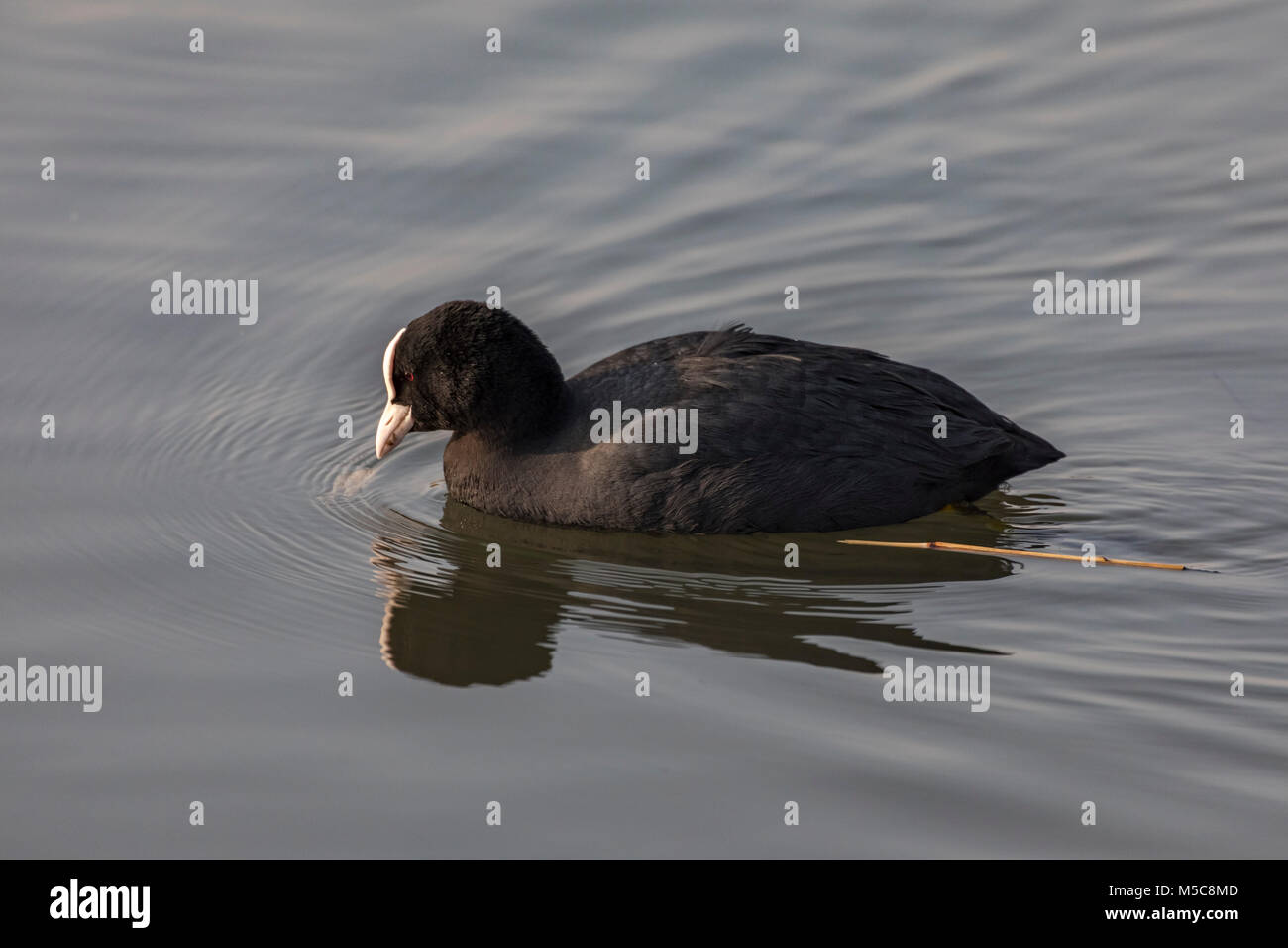 Folaga comune Foto Stock