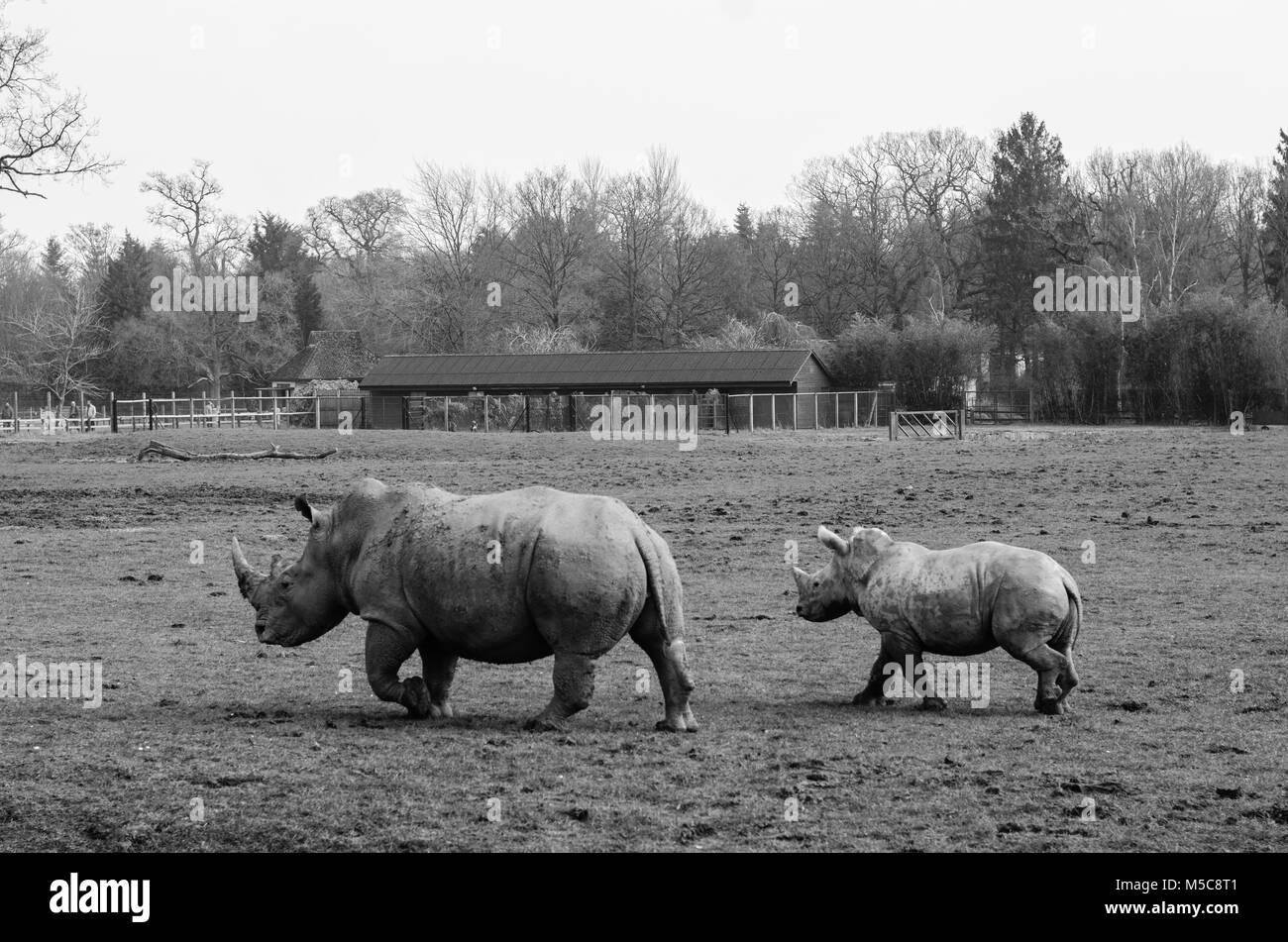 Il rinoceronte e il suo vitello di Cotswold Wildlife Park Foto Stock