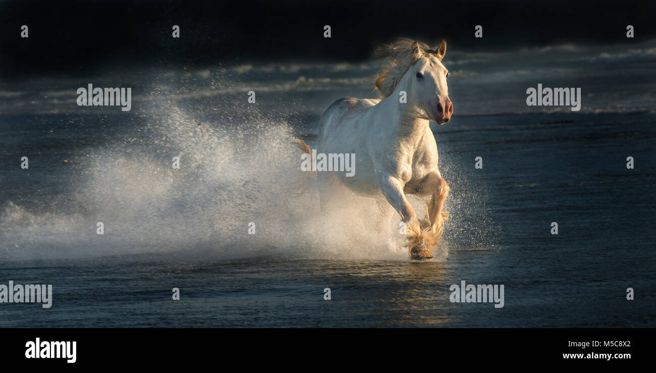 Una foto di una zingara vanner al galoppo attraverso il surf sulla spiaggia in California. Foto Stock