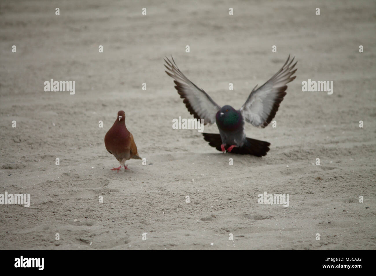 Gli uccelli sulla spiaggia, il possono essere amici o amore uccelli. L'uccello con le ali stese che persegue attivamente il bruno-uccello rosso. Foto Stock