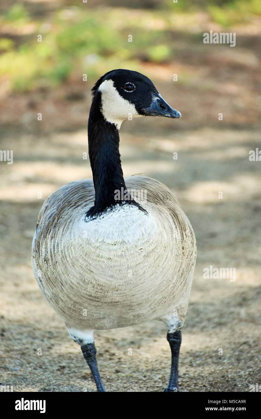 Goose sulla sciolto Foto Stock