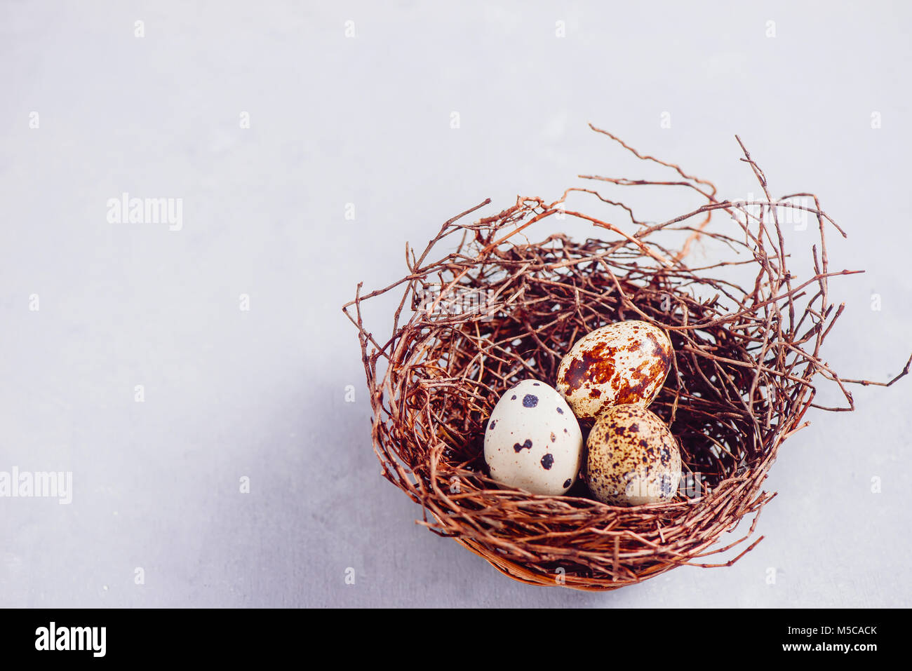 Uova di quaglia in un nido su un calcestruzzo leggero sottofondo. Close-up con copia spazio. Foto Stock