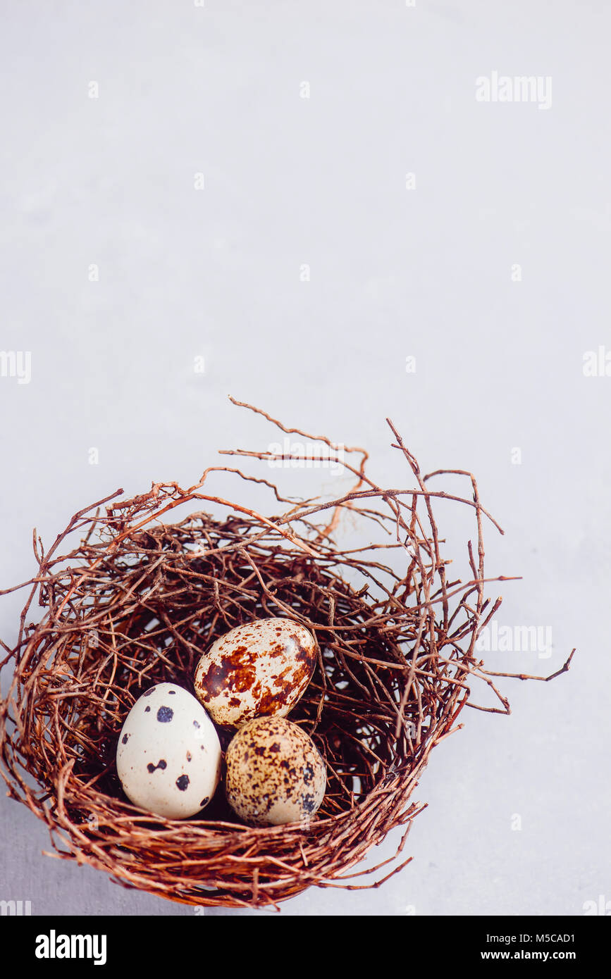 Uova di quaglia in un nido su un calcestruzzo leggero sottofondo. Close-up con copia spazio. Foto Stock