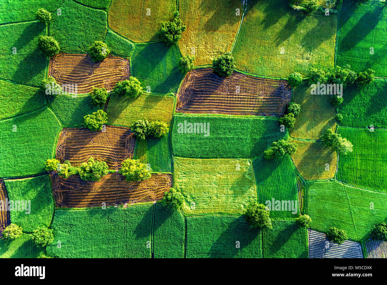 Campo di riso nel delta del Mekong, un Giang, Vietnam. Ta Pa campo di riso Foto Stock