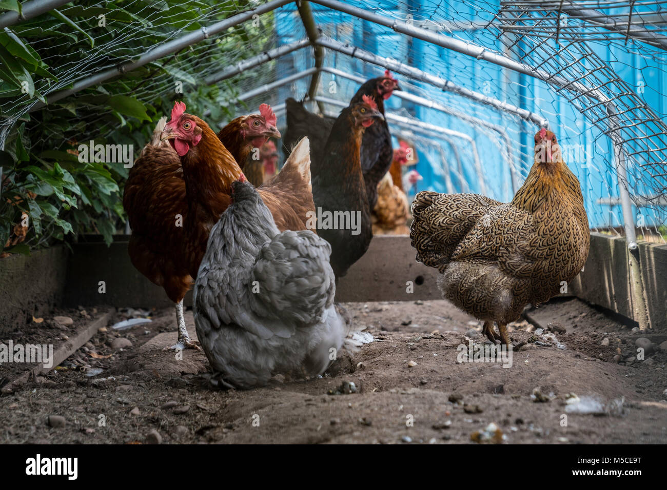 Una varietà di razze di pollo in una corsa. Foto Stock