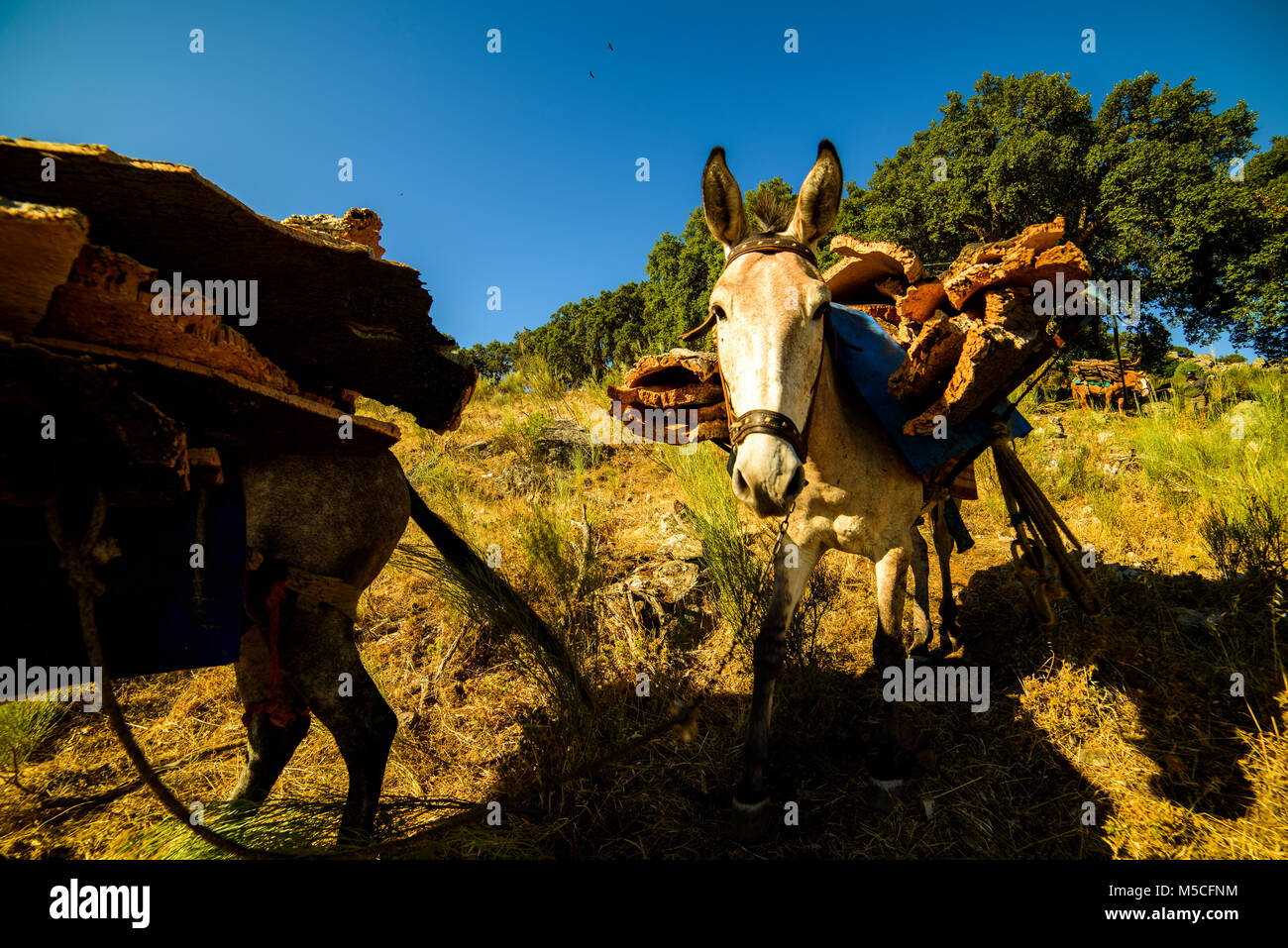 Lavoratori di sughero, tenendo fuori la corteccia di sughero. Dopo di che possiamo usare per reso tappi in sughero, Tavole in sughero, per esempio. Foto Stock