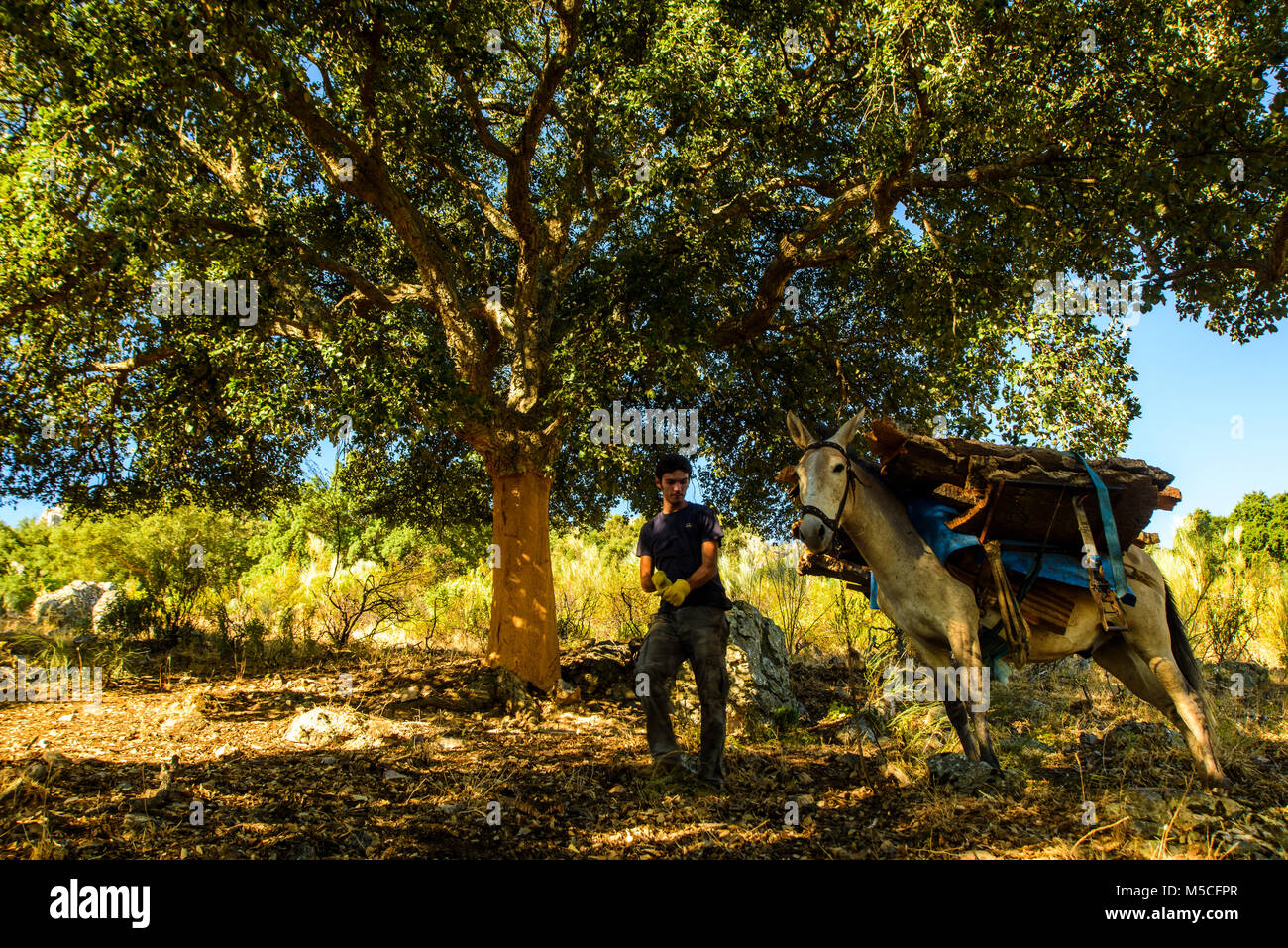 Lavoratori di sughero, tenendo fuori la corteccia di sughero. Dopo di che possiamo usare per reso tappi in sughero, Tavole in sughero, per esempio. Foto Stock