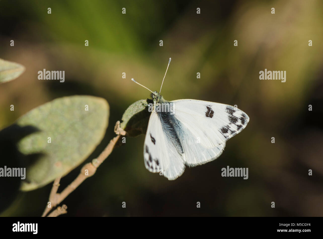 Vasca da bagno bianco, Pontia daplidice, butterfly in sun. Foto Stock