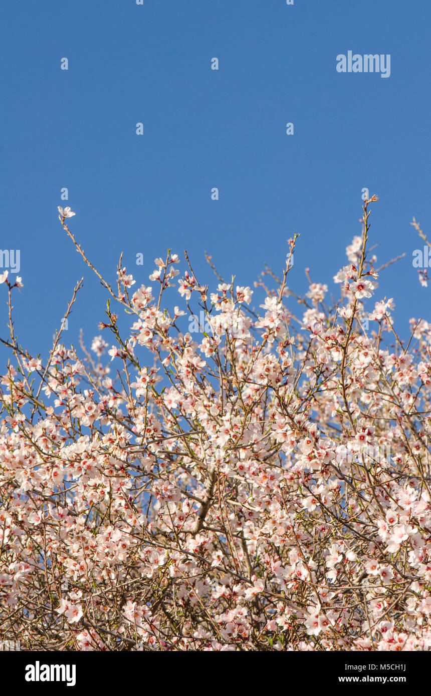 Mandorla dolce blossom, Prunus dulcis, fioritura, Malaga, Spagna. Foto Stock