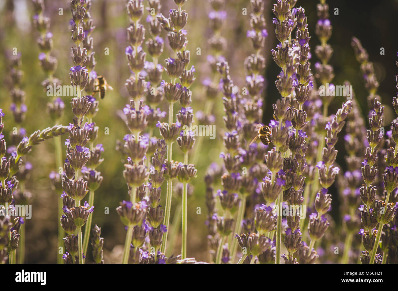 Api, rovistando sulla lavanda. Andalusia, Spagna Foto Stock