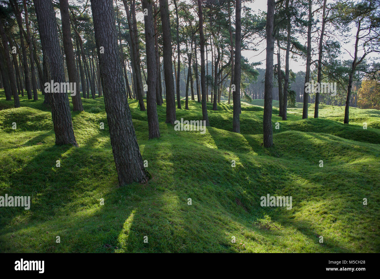 Guscio crateri tra gli alberi che circondano la Canadian National Vimy Memorial, Francia Foto Stock