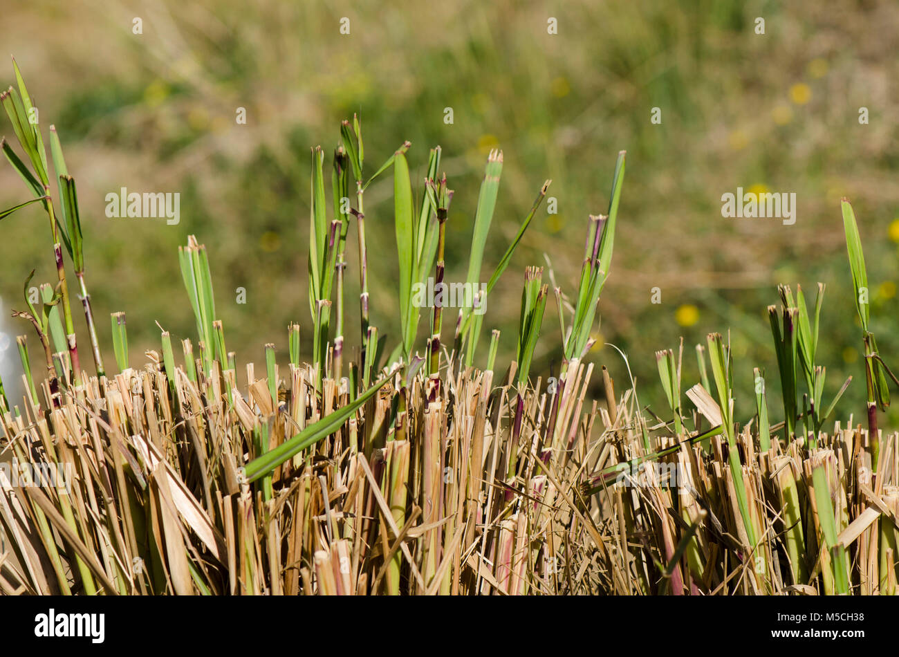 La citronella germinazione in primavera, Cymbopogon, in un orto. Foto Stock La citronella germinazione in primavera, Cymbopogon, in un orto. Foto Stock