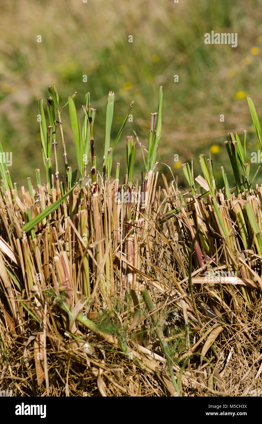 La citronella germinazione in primavera, Cymbopogon, in un orto. Foto Stock La citronella germinazione in primavera, Cymbopogon, in un orto. Foto Stock