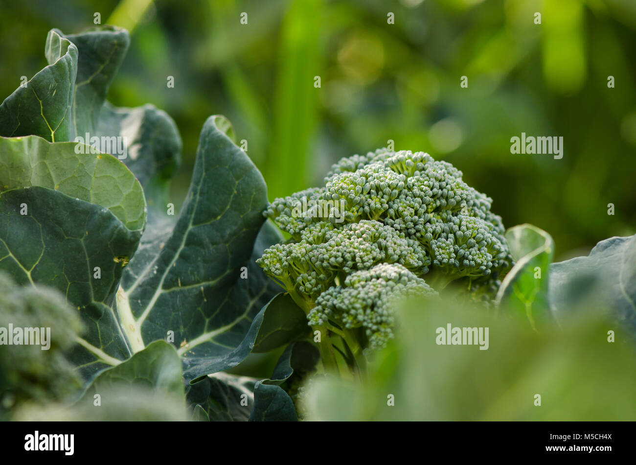 Cresciuto organico Broccoli in un orto. Foto Stock