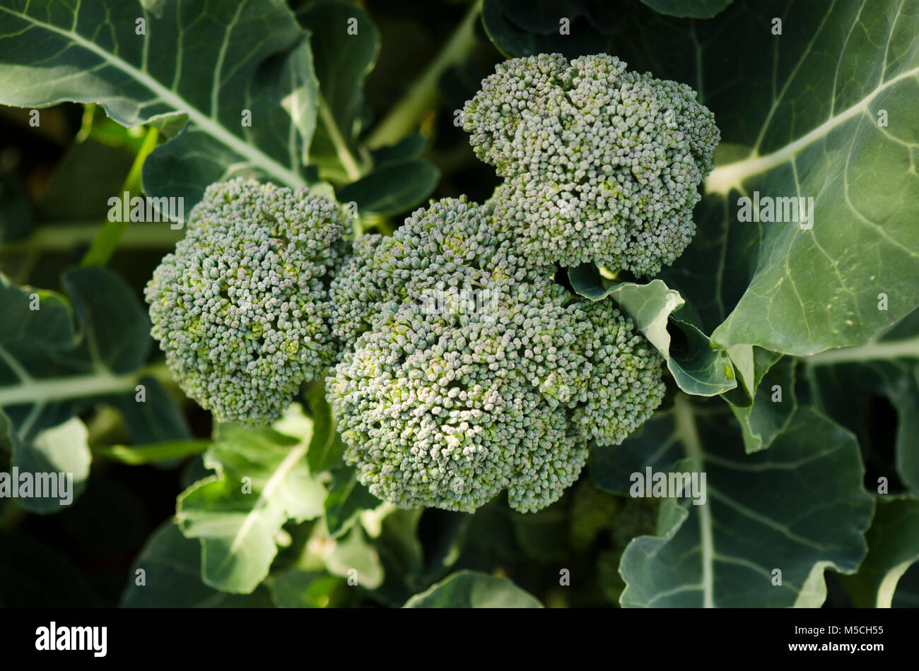 Cresciuto organico Broccoli in un orto. Foto Stock