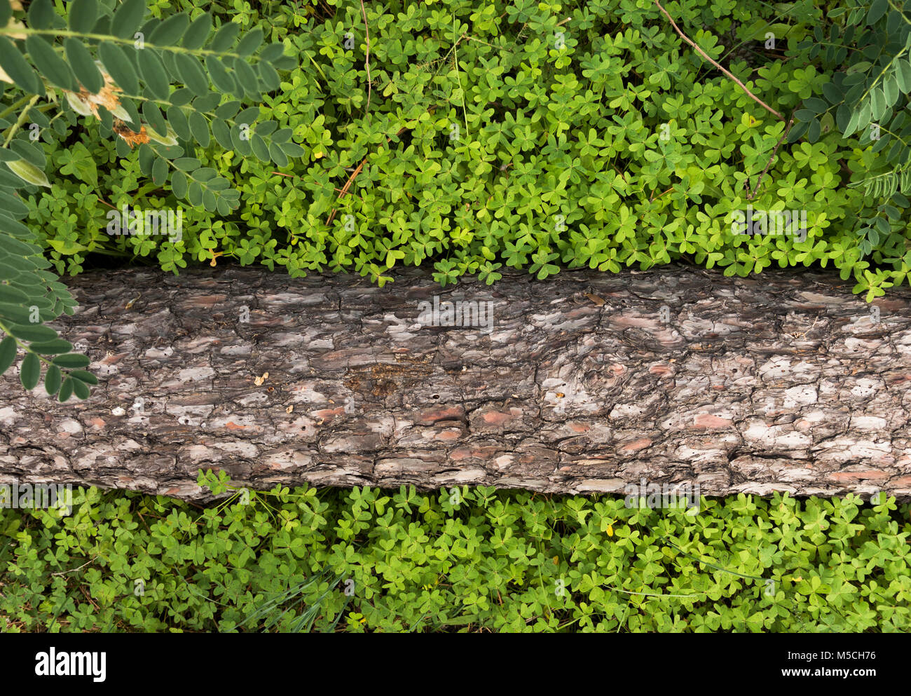 Un bosco di pini log disteso tra la vegetazione a molla sul suolo della foresta. Foto Stock