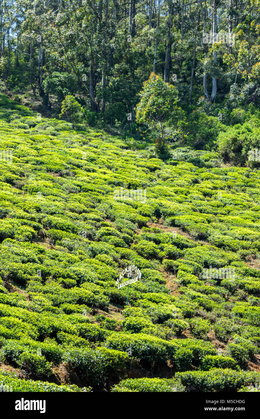 Mackwoods Labookellie tea plantation, Nuwara Eliya Distretto, Provincia centrale, Sri Lanka, Sud Asia Foto Stock