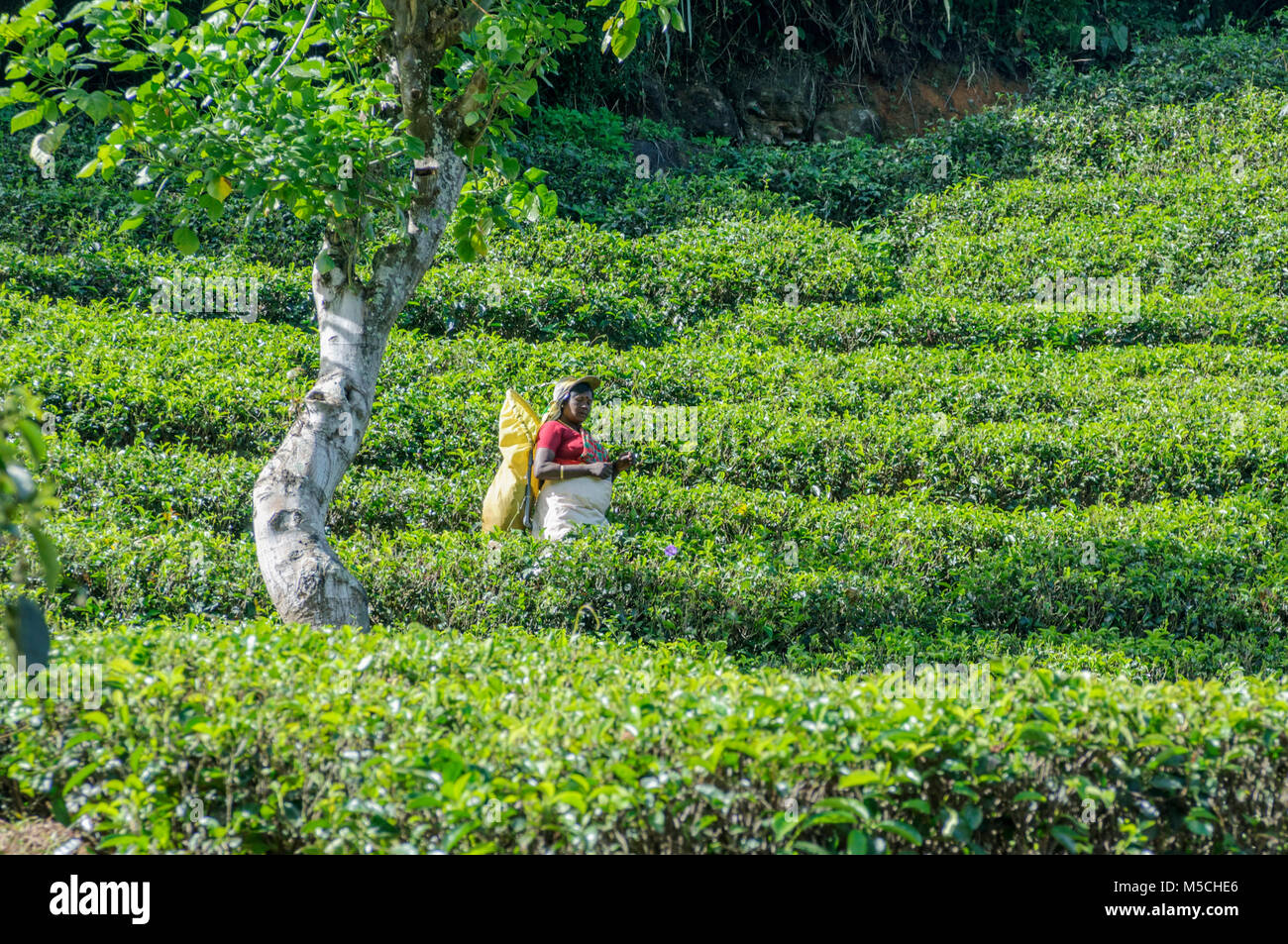 Donna Tamil tè di prelievo in corrispondenza di una piantagione di tè in Nuwara Eliya Distretto, Provincia centrale, Sri Lanka, Sud Asia Foto Stock