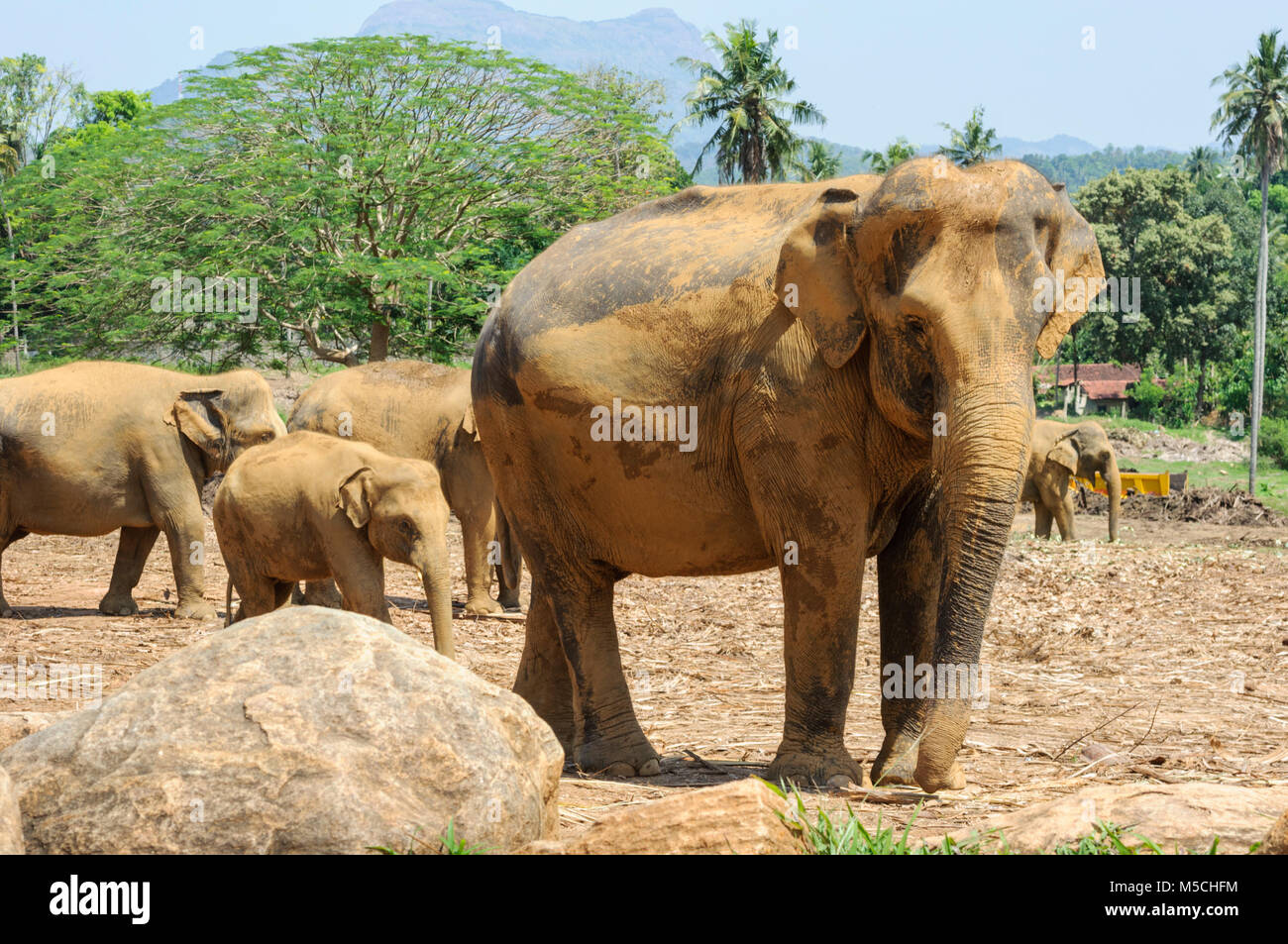 Elefanti asiatici (Elephas maximus) al Pinnawala elefante orfanotrofio vicino a Kegalle, Sabaragamuwa Provincia, Sri Lanka, Sud Asia Foto Stock