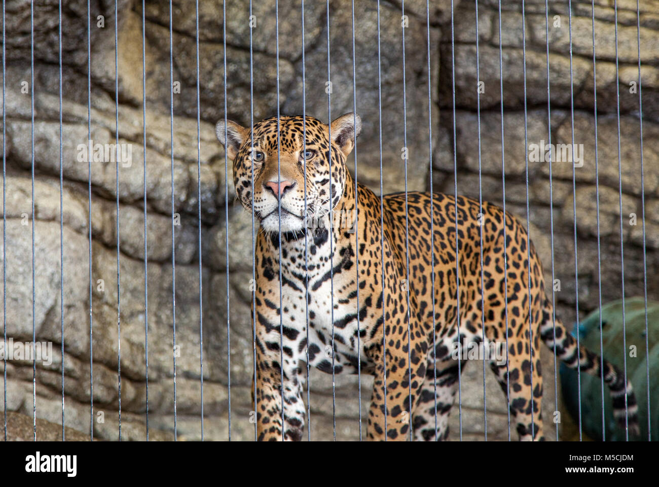 Giaguaro in un habitat in uno zoo. Foto Stock Giaguaro in un habitat in uno zoo. Foto Stock