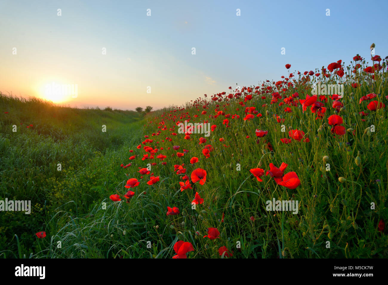 Tramonto sul campo di papavero in estate Foto Stock