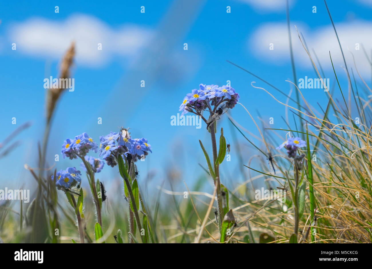 Bellissimi fiori Dimenticare me not in montagna Foto Stock