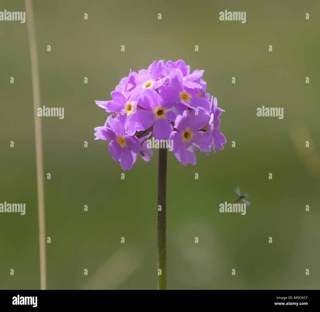 Bellissimi fiori Dimenticare me not in montagna Foto Stock