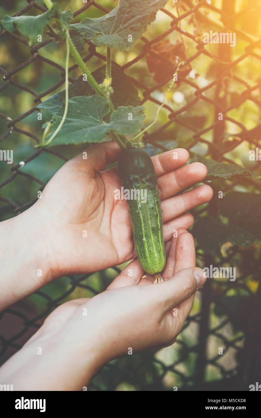 Donna mani tenendo un organico di cetriolo, vicino la mano. Materie organiche Baby Mini Cetrioli pronto a mangiare. Ecologico verde vegetale cetriolo. Foto Stock