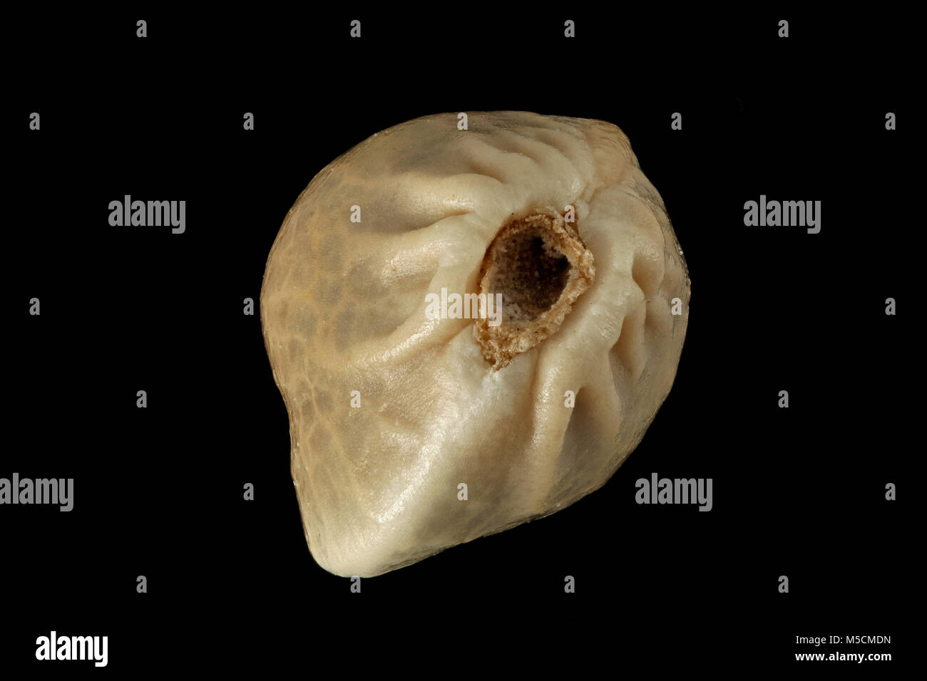 La Cannabis sativa, canapa, Hanf, sementi, vicino, la dimensione della granella da 3 a 5 mm Foto Stock