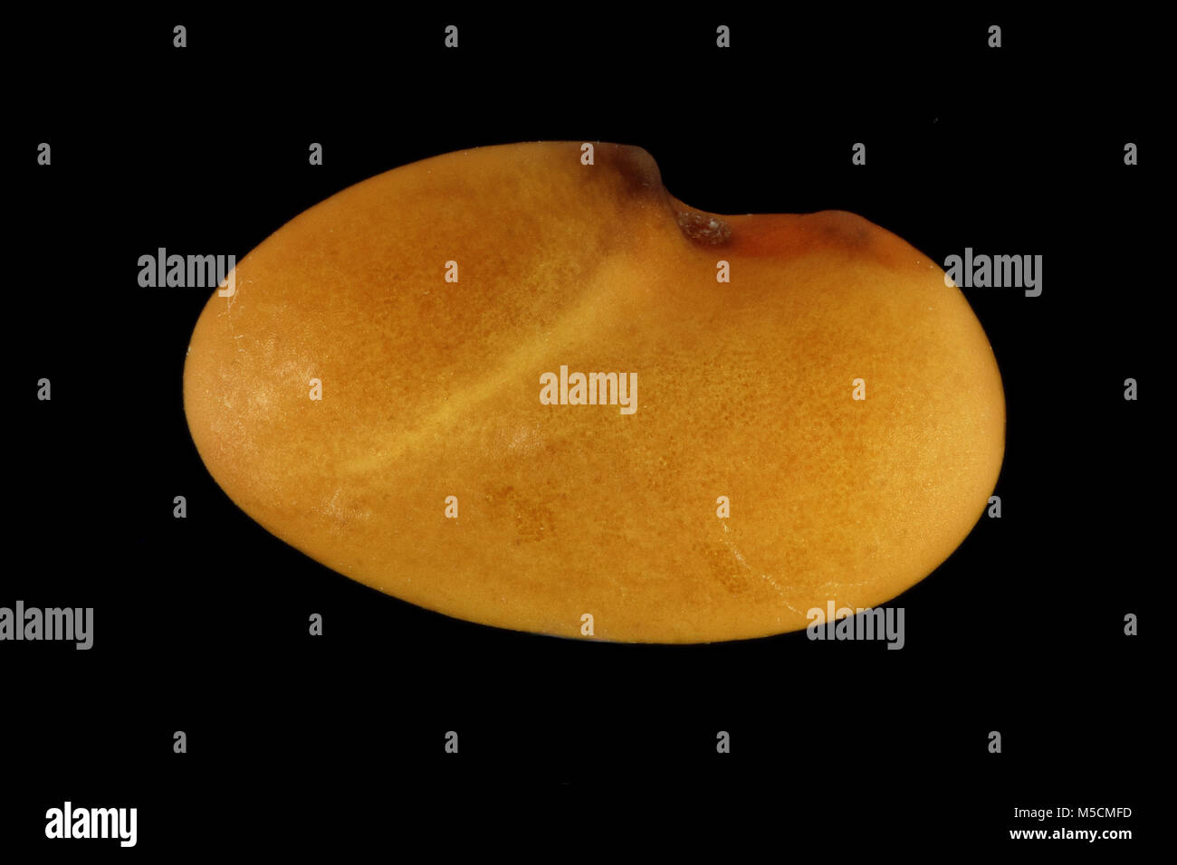 Medicago sativa, Lucerna, Luzerne, sementi, vicino, della dimensione del seme 2 mm Foto Stock