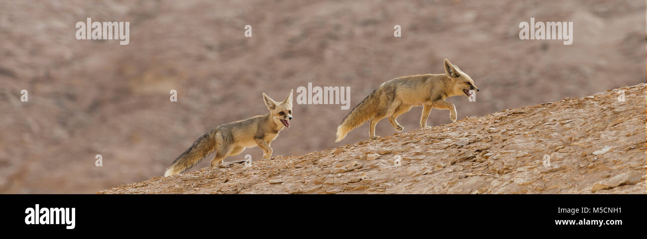 Paio di Rüppell's volpi presso il White Desert National Park Foto Stock