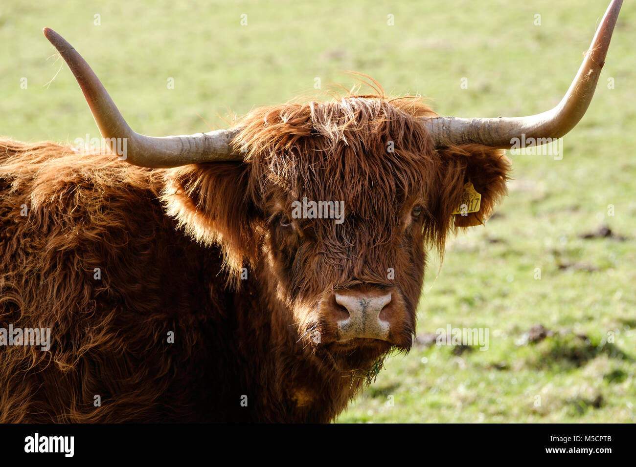 HIGHLAND bovini nei cappotti invernali , Tidenham, Gloucestershire England Regno Unito Foto Stock