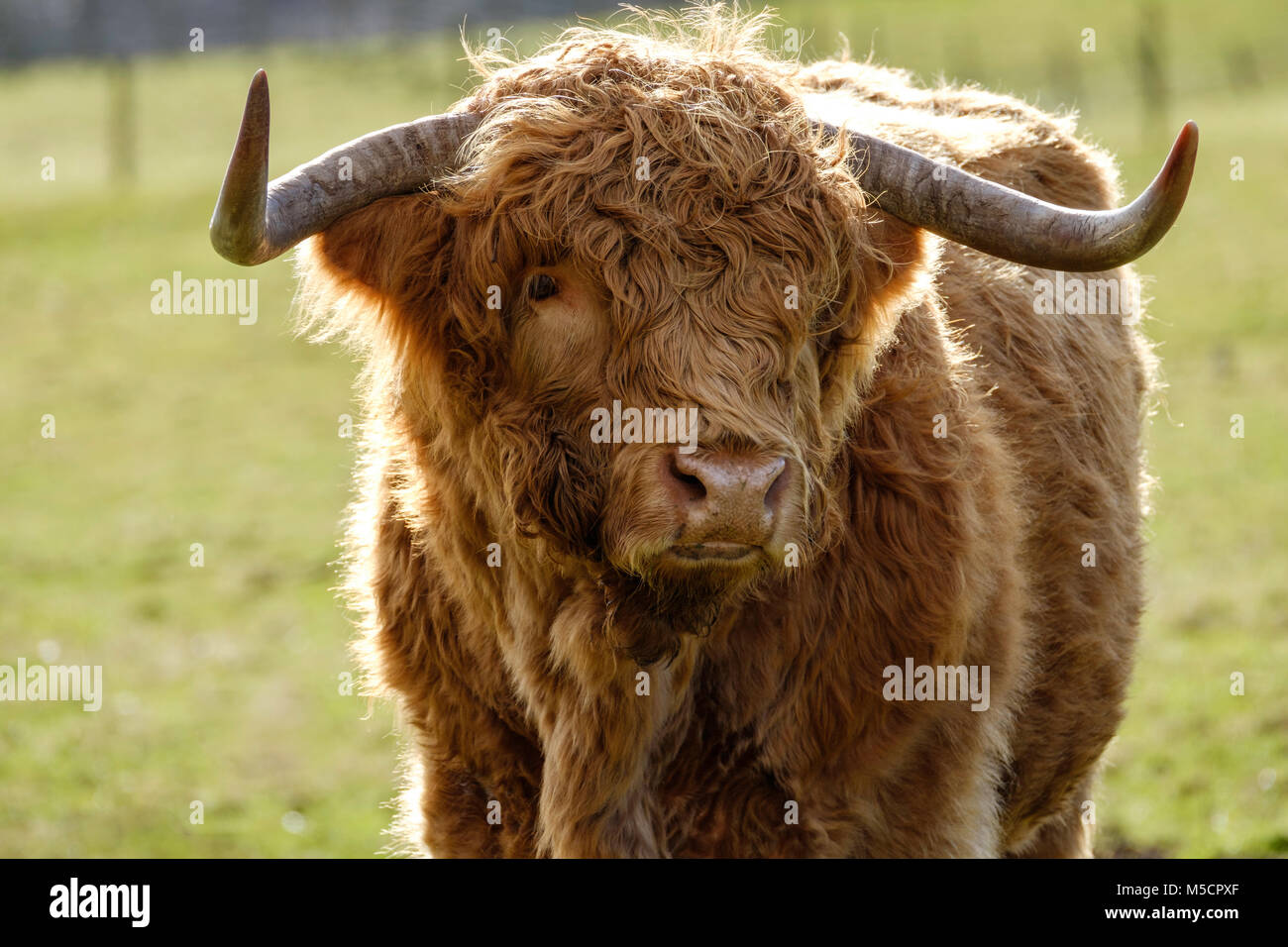 HIGHLAND bovini nei cappotti invernali , Tidenham, Gloucestershire England Regno Unito Foto Stock