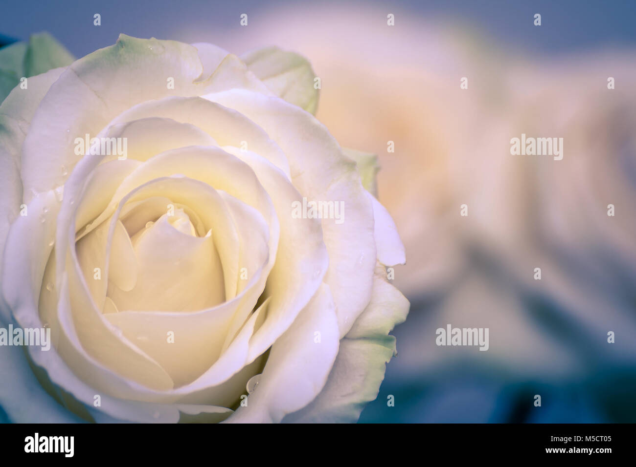 Bella rosa bianca fiore di testa. Il miglior regalo per un amatissimo uno. Primo piano di una rosa bianca. Soft concentrato. Foto Stock